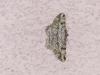 Peribatodes rhomboidaria
